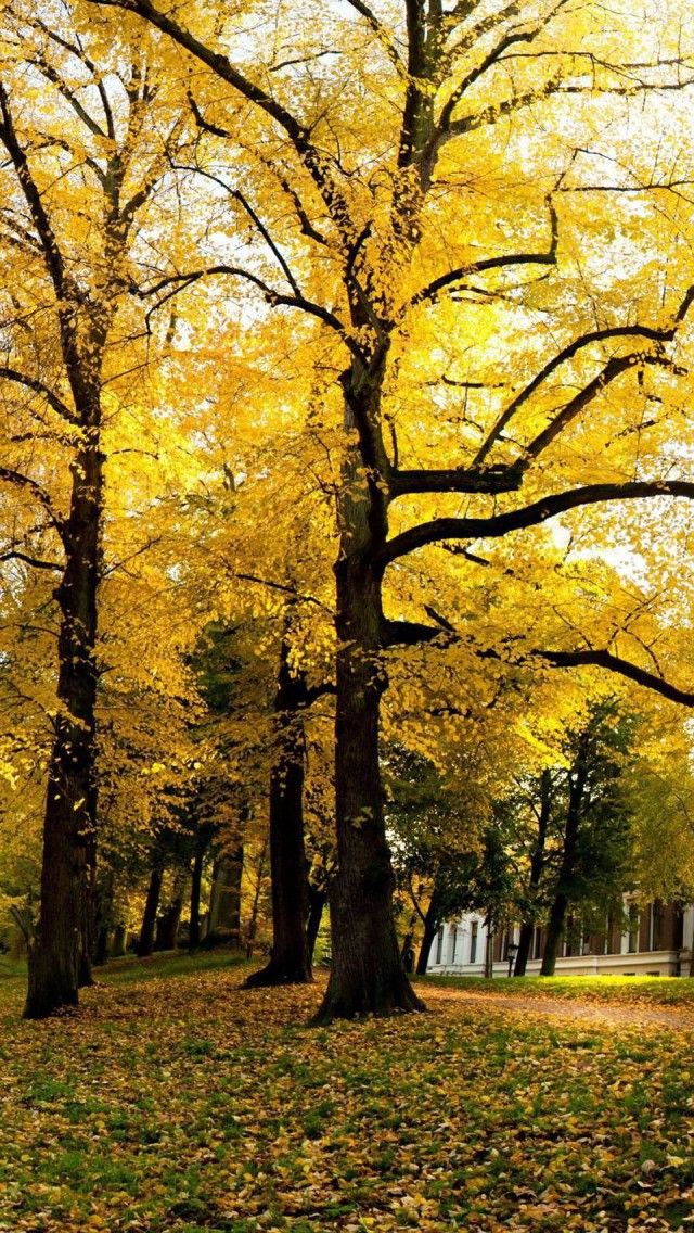 yellow tree wallpaper,tree,natural landscape,nature,deciduous,woody plant