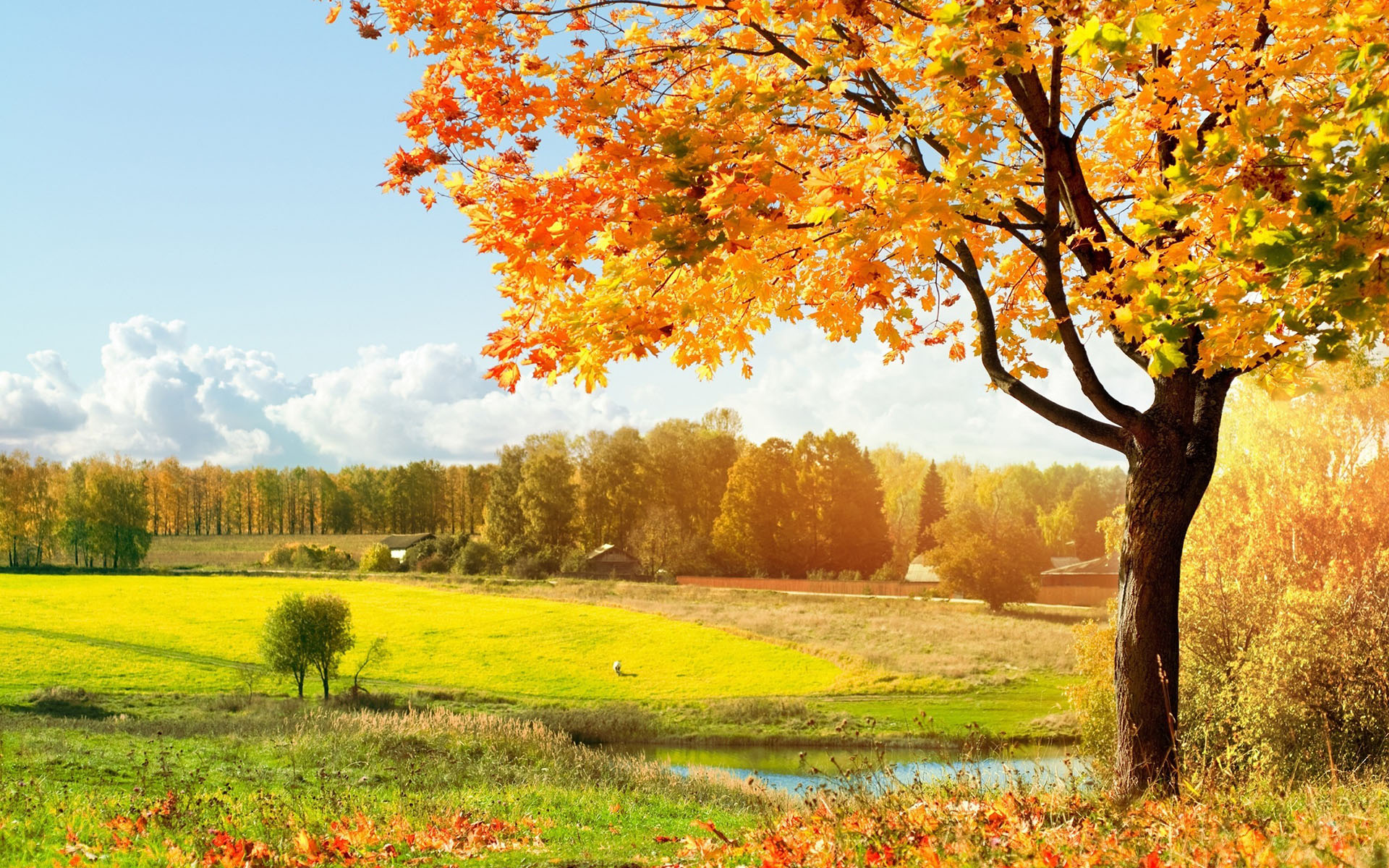 carta da parati albero giallo,paesaggio naturale,albero,natura,foglia,autunno