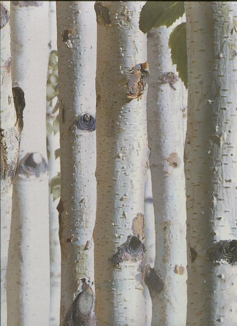 tree print wallpaper,canoe birch,tree,birch,sweet birch,woody plant