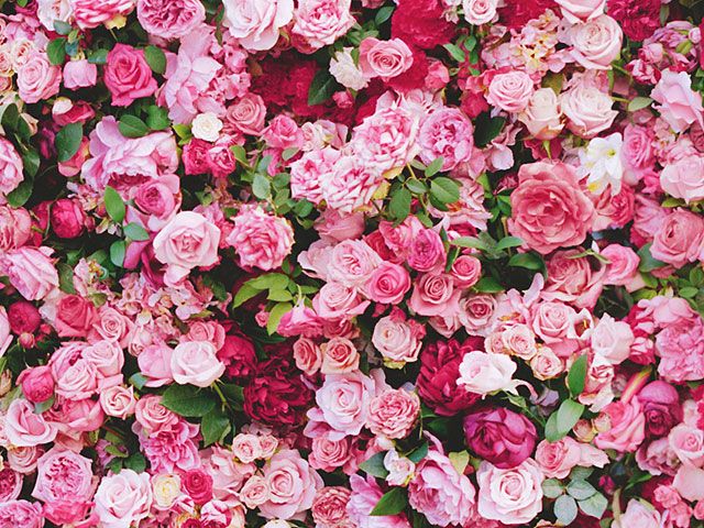 벽을위한 꽃 벽지,꽃,꽃 피는 식물,정원 장미,분홍,식물
