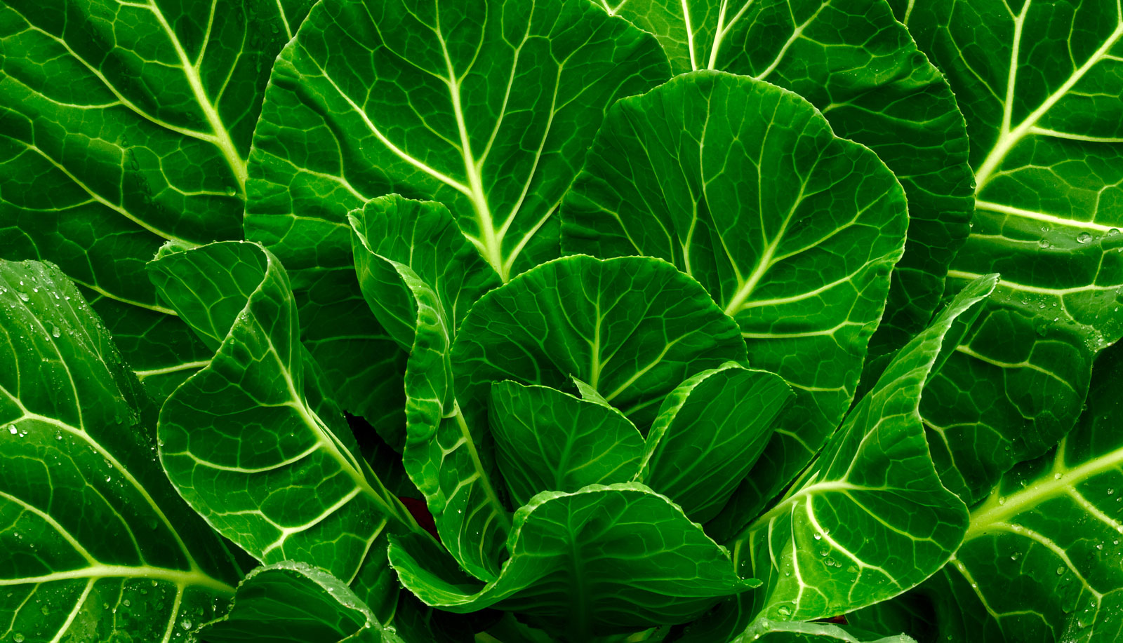 organic wallpaper,green,leaf,flower,leaf vegetable,collard greens