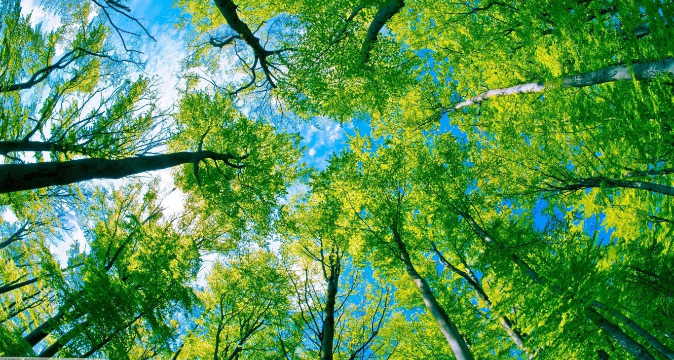 papier peint organique,arbre,vert,la nature,ciel,paysage naturel