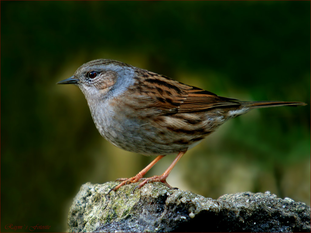 壁の鳥の壁紙,鳥,すずめ,emberizidae,スズメ,レン