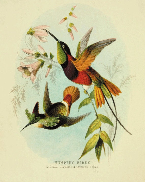 papier peint imprimé oiseau,oiseau,colibri,colibri roux,colibri à gorge rubis,plante