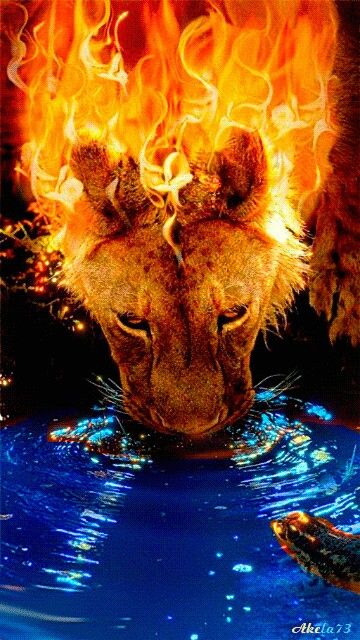 fond d'écran de lion de feu,lion,faune,félidés,illustration,flamme