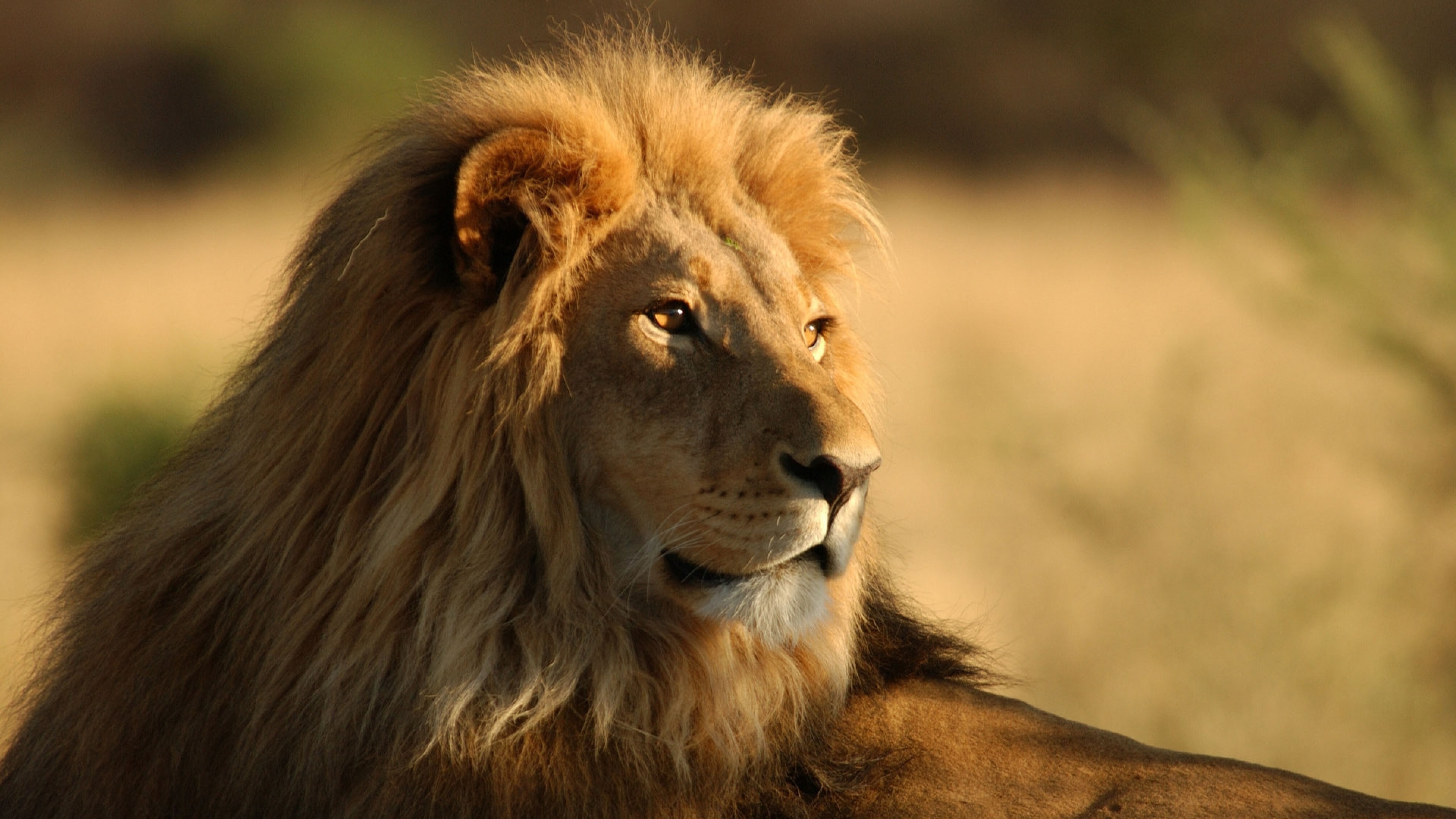 fond d'écran de lion de feu,lion,faune,cheveux,lion masai,animal terrestre