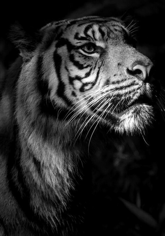 e7 tapete,tiger,bengalischer tiger,felidae,tierwelt,weiß