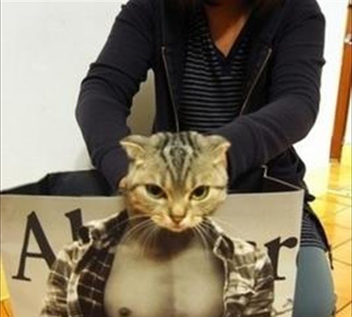 Cats With Six Packs WallpaperUse