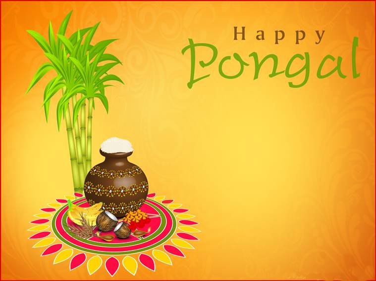 go sms wallpaper,pongal,south indian cuisine,plant,palm tree