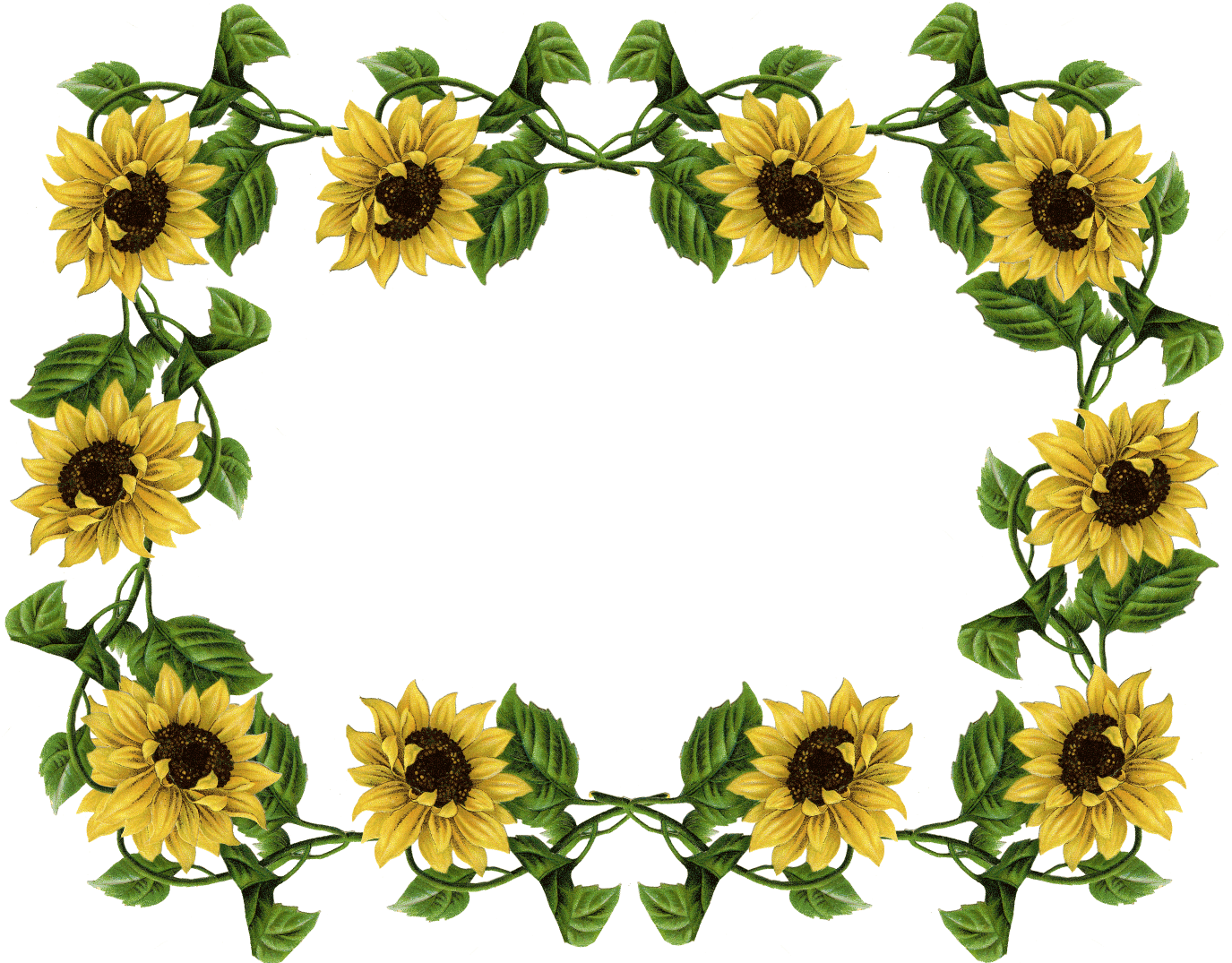 frame wallpaper for art,flower,sunflower,yellow,sunflower,plant