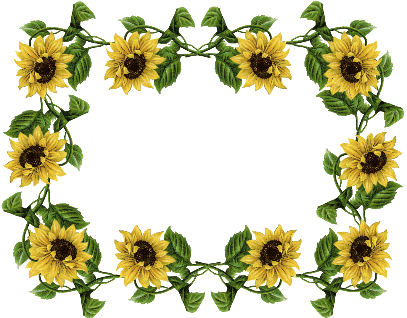 ひまわりの壁紙 花 ひまわり 開花植物 黄 ひまわり 619 Wallpaperuse ひまわりの壁紙 花 ひまわり 開花植物 黄 ひまわり 619 Wallpaperuse