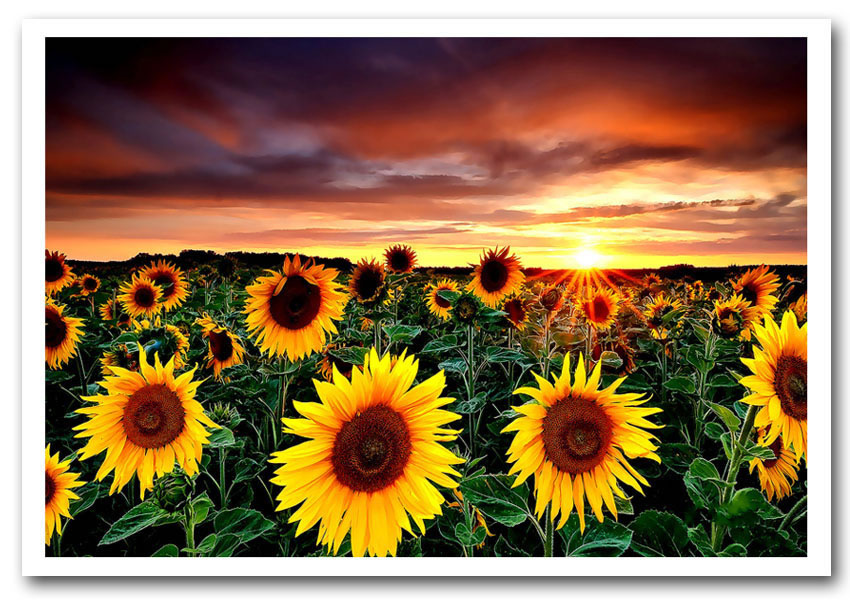 frame wallpaper for art,sunflower,sky,flower,photograph,yellow