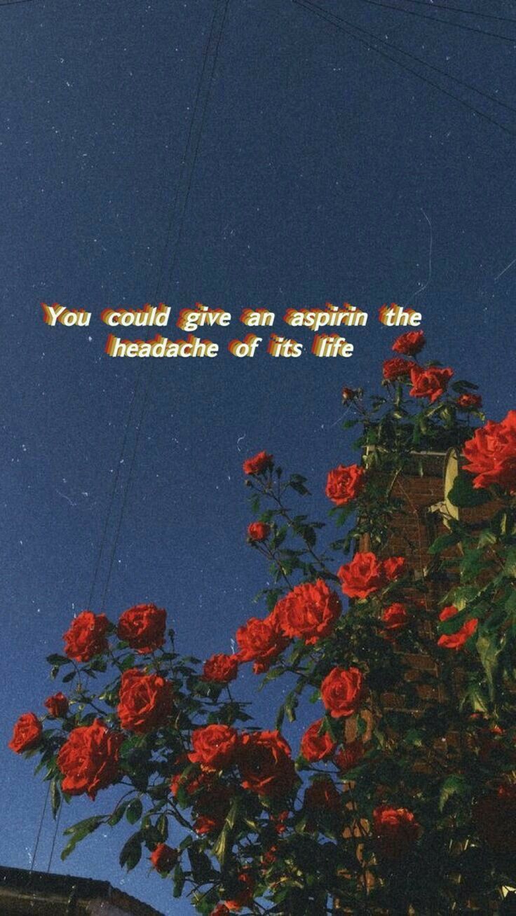 lyrics wallpaper iphone,flower,red,sky,plant,wildflower
