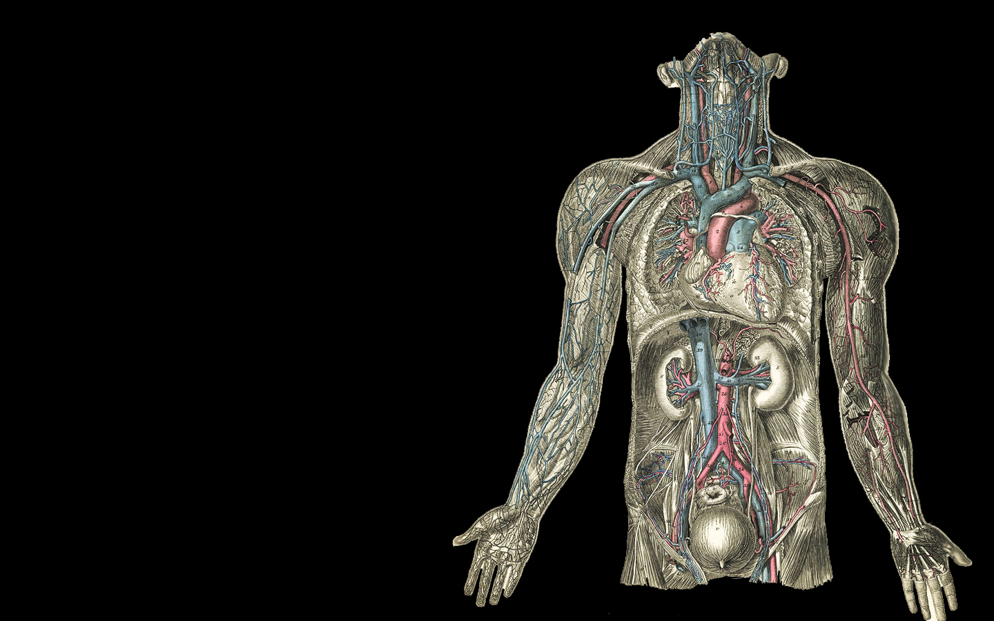 sfondi hd umani,anatomia umana,modellazione 3d,umano,spalla,corpo umano