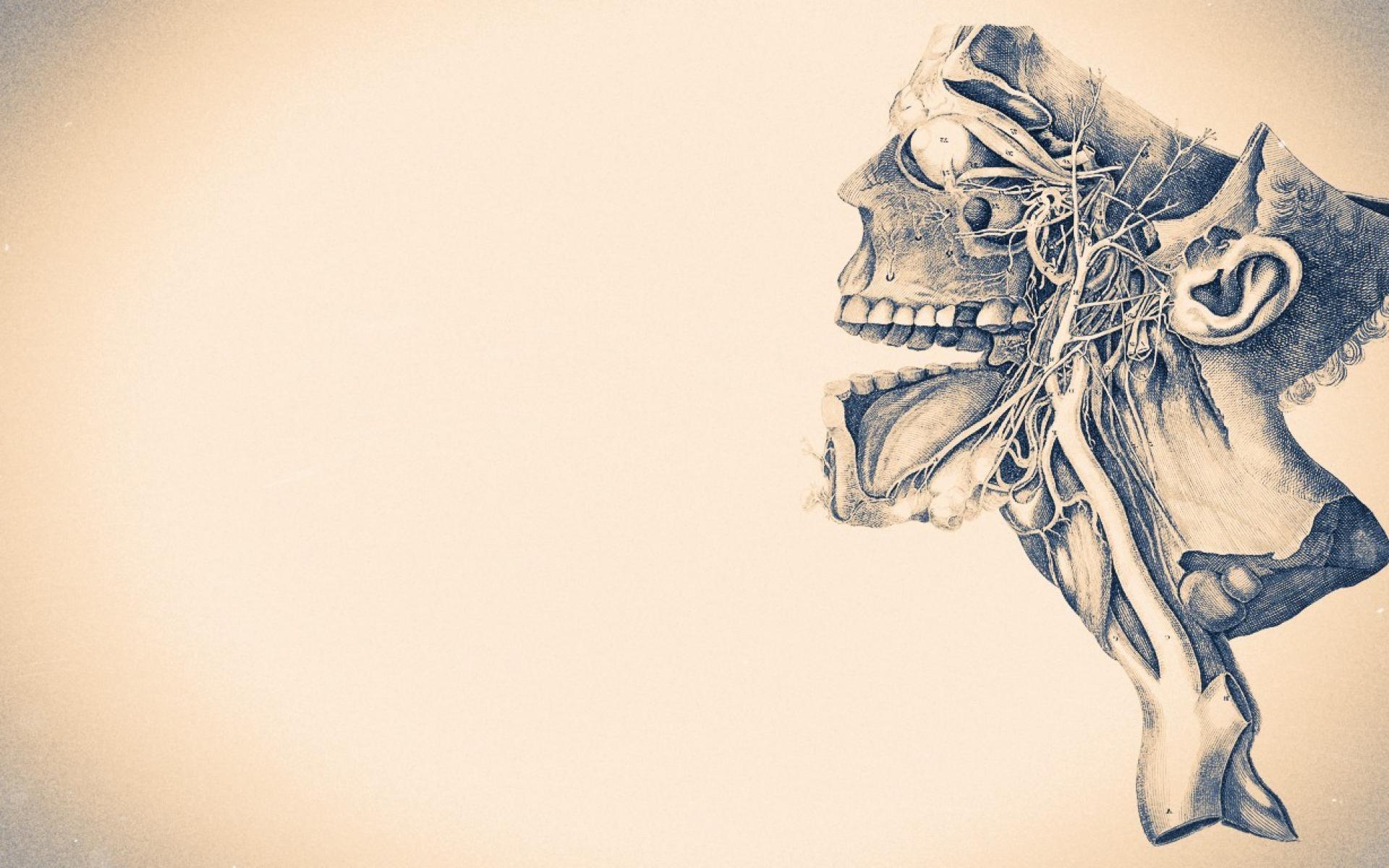 human hd wallpapers,skeleton,illustration,eye,drawing,art