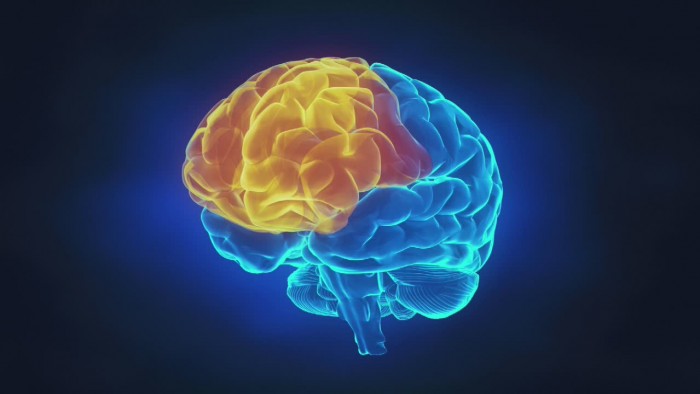 cervello sfondo hd,cervello,cervello,medico,blu elettrico,corpo umano