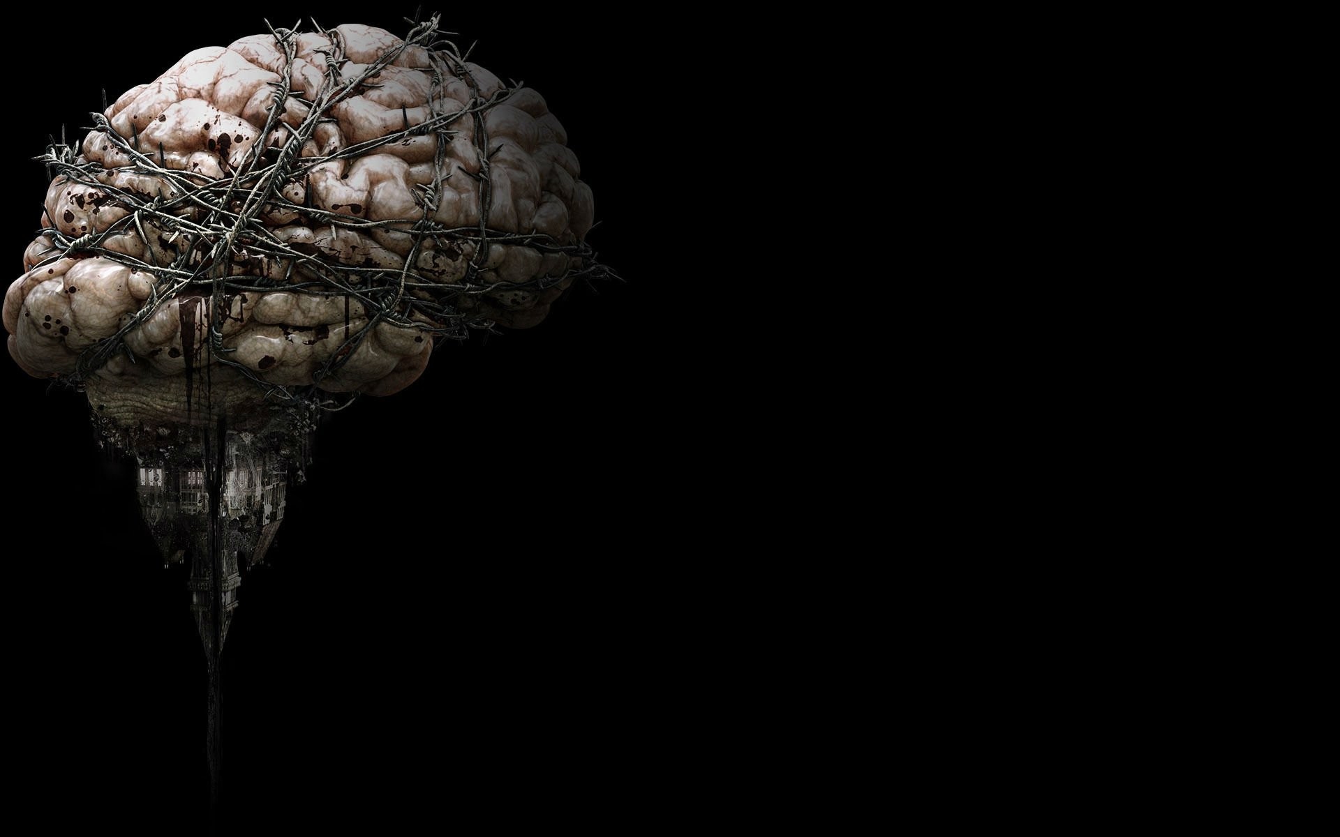 brain wallpaper hd,head,still life photography,brain,organ,organism