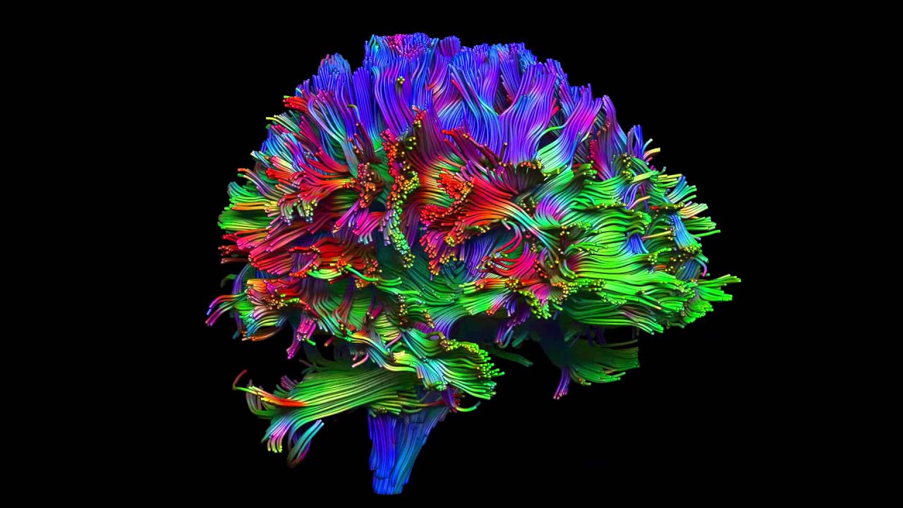 cerebro fondo de pantalla hd,arte fractal,planta,flor,colorido,azul eléctrico