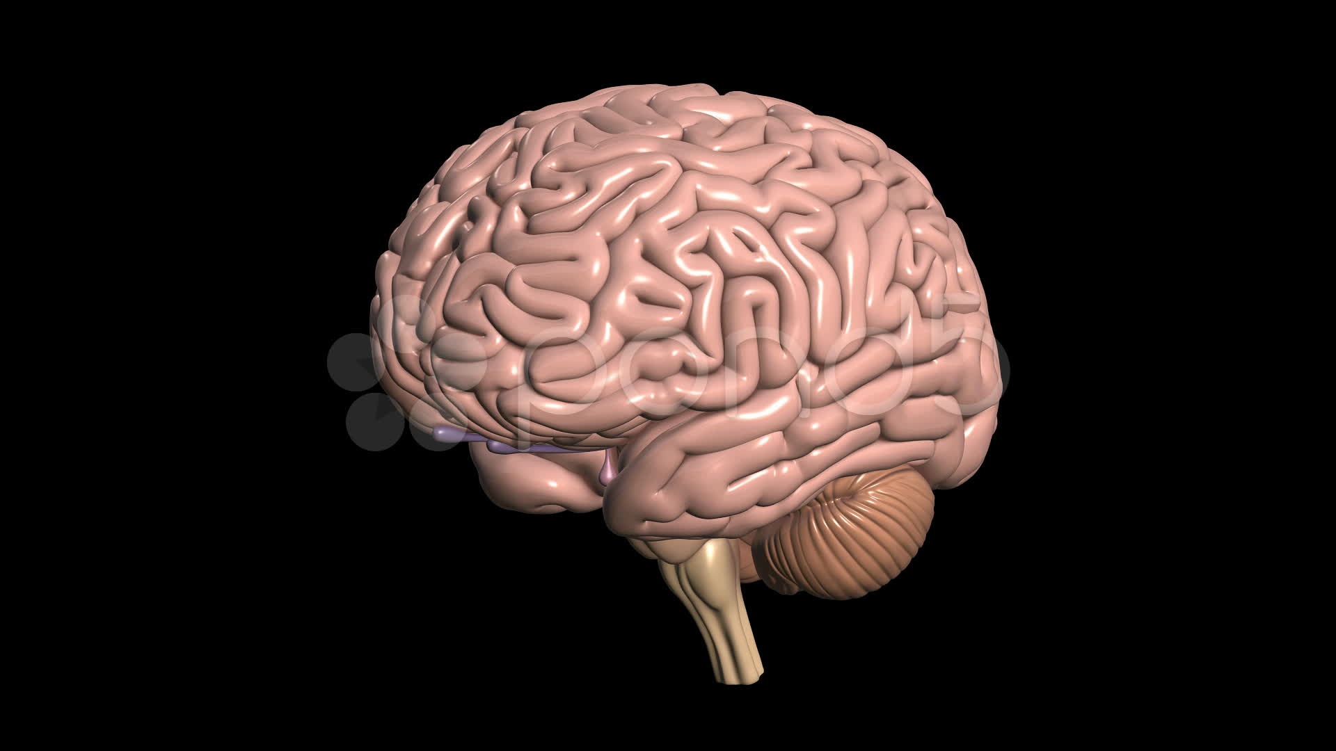 fond d'écran du cerveau hd,cerveau,cerveau,anatomie humaine,tête,humain