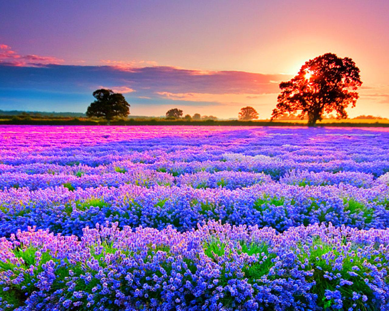 flower field wallpaper,lavender,natural landscape,nature,flower,sky