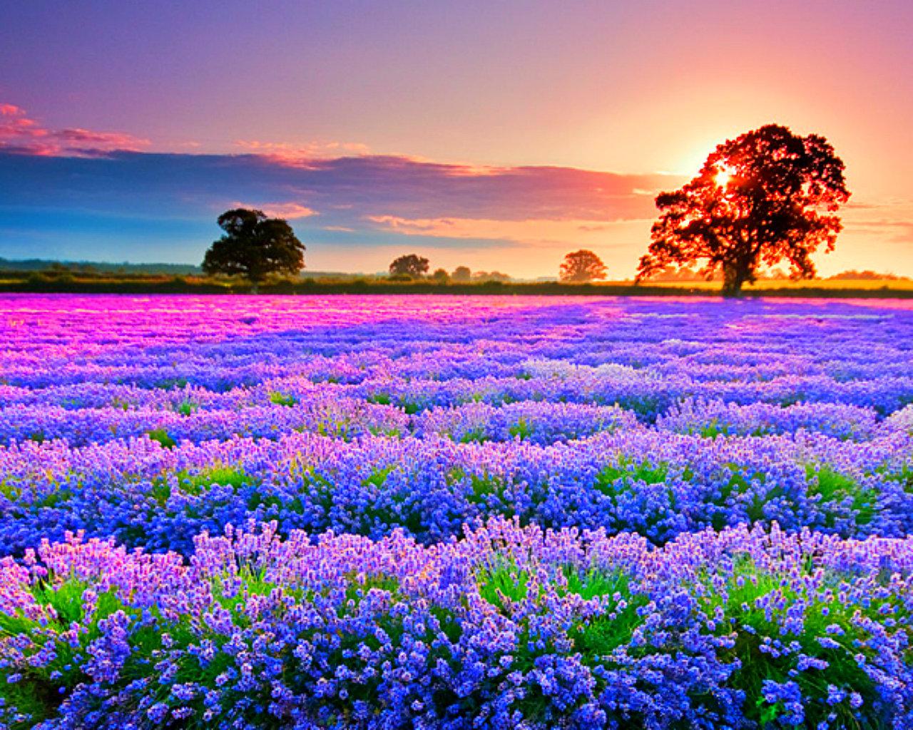 carta da parati campo di fiori,lavanda,paesaggio naturale,natura,fiore,cielo