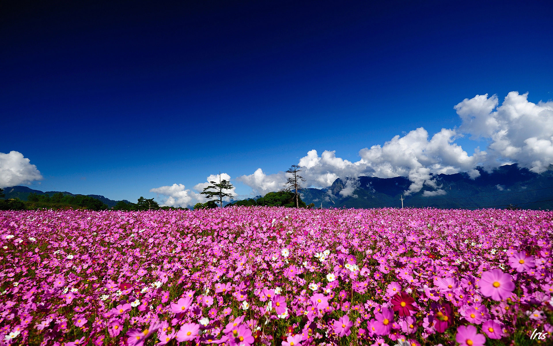 flower field wallpaper,flower,sky,flowering plant,field,nature