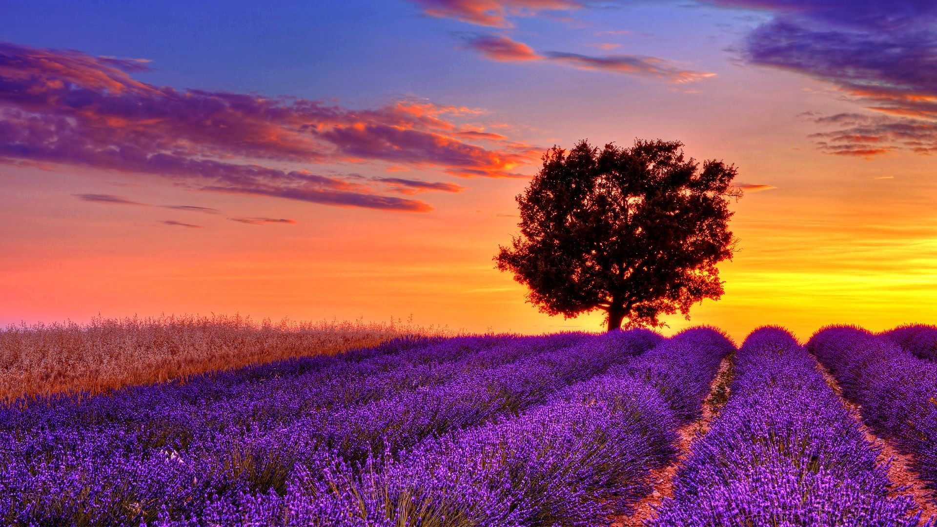 flower field wallpaper,sky,lavender,natural landscape,english lavender,nature