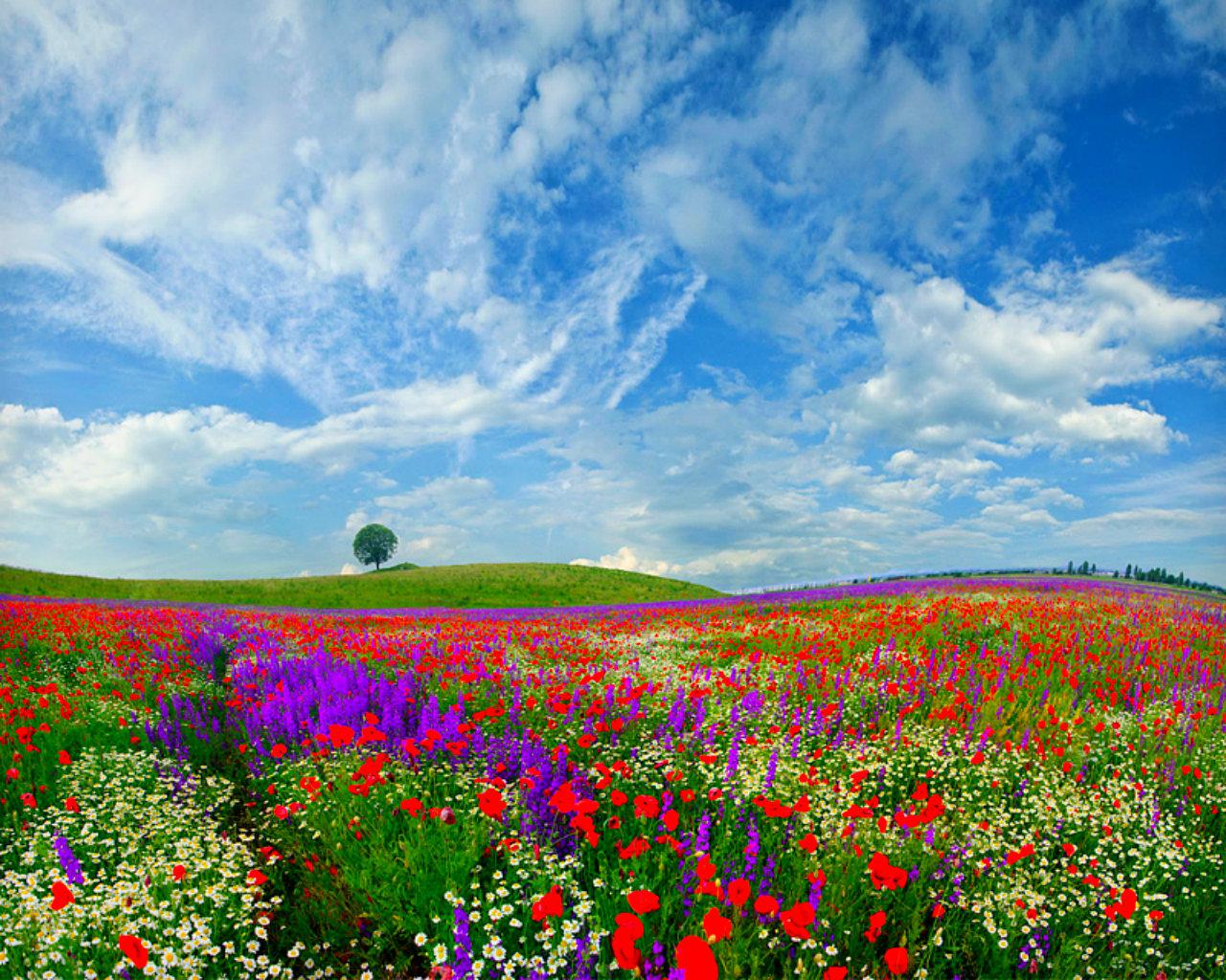 flower field wallpaper,natural landscape,meadow,nature,sky,grassland