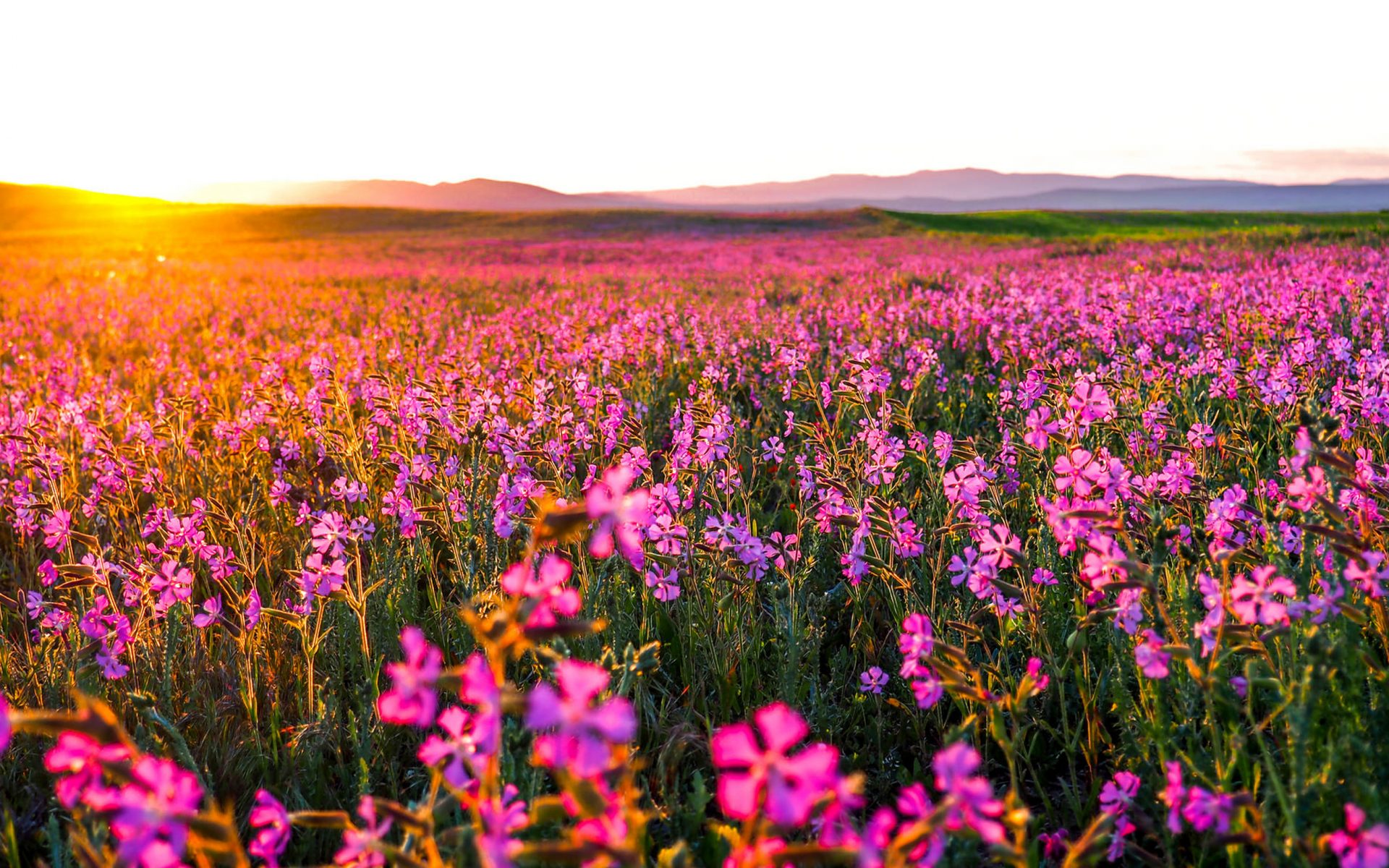 flower field wallpaper,flower,prairie,meadow,natural environment,plant