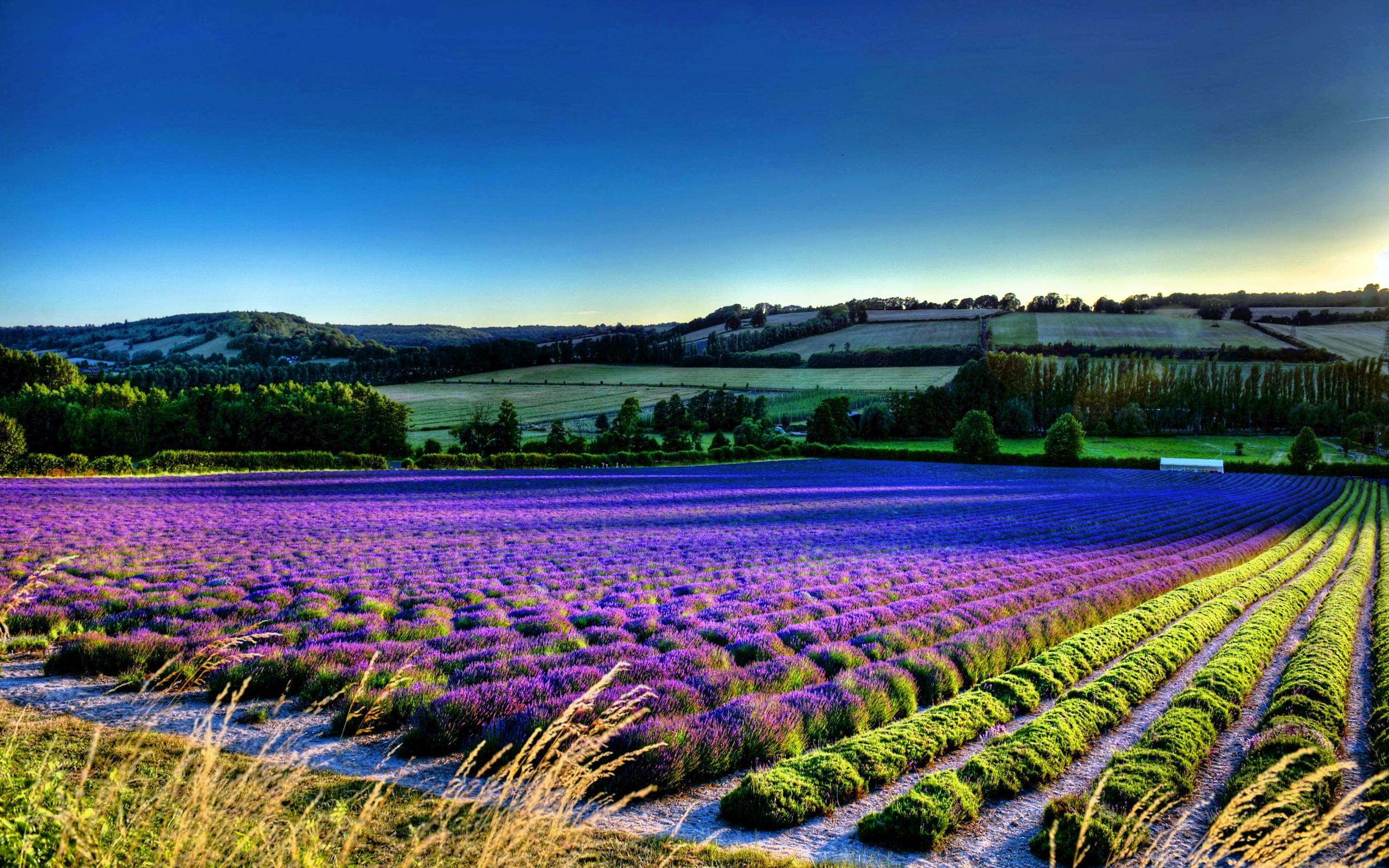 fond d'écran de champ de fleurs,lavande,la nature,lavande,champ,ciel