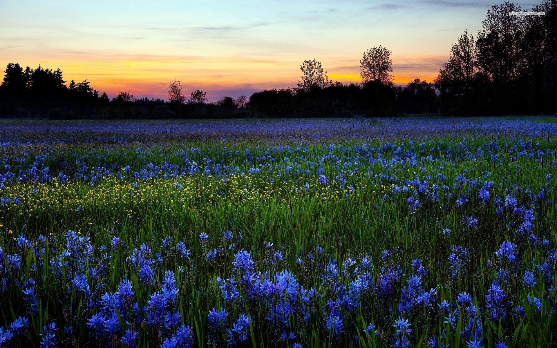 blumenfeld tapete,blühende pflanze,blume,blau,lavendel,wiese