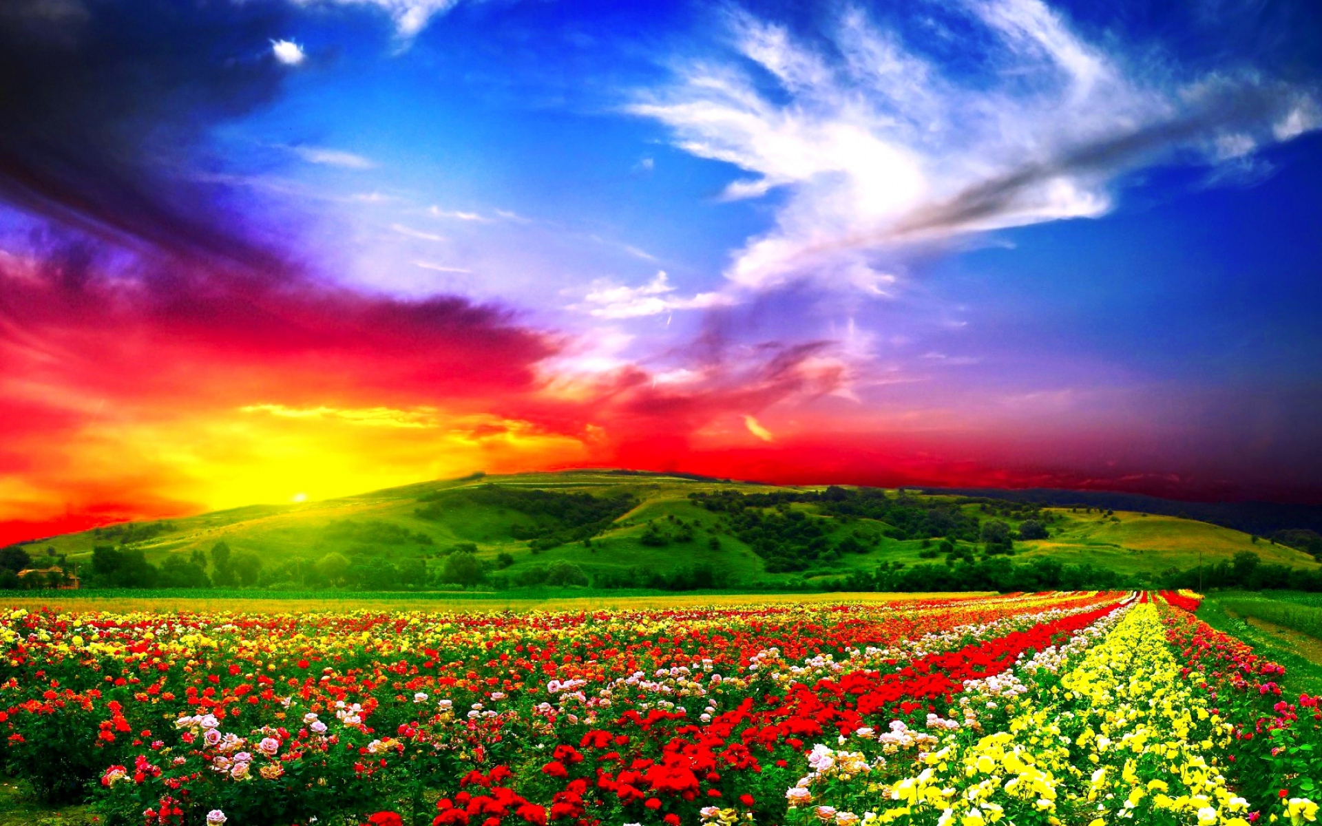 flower field wallpaper,natural landscape,sky,people in nature,nature,field