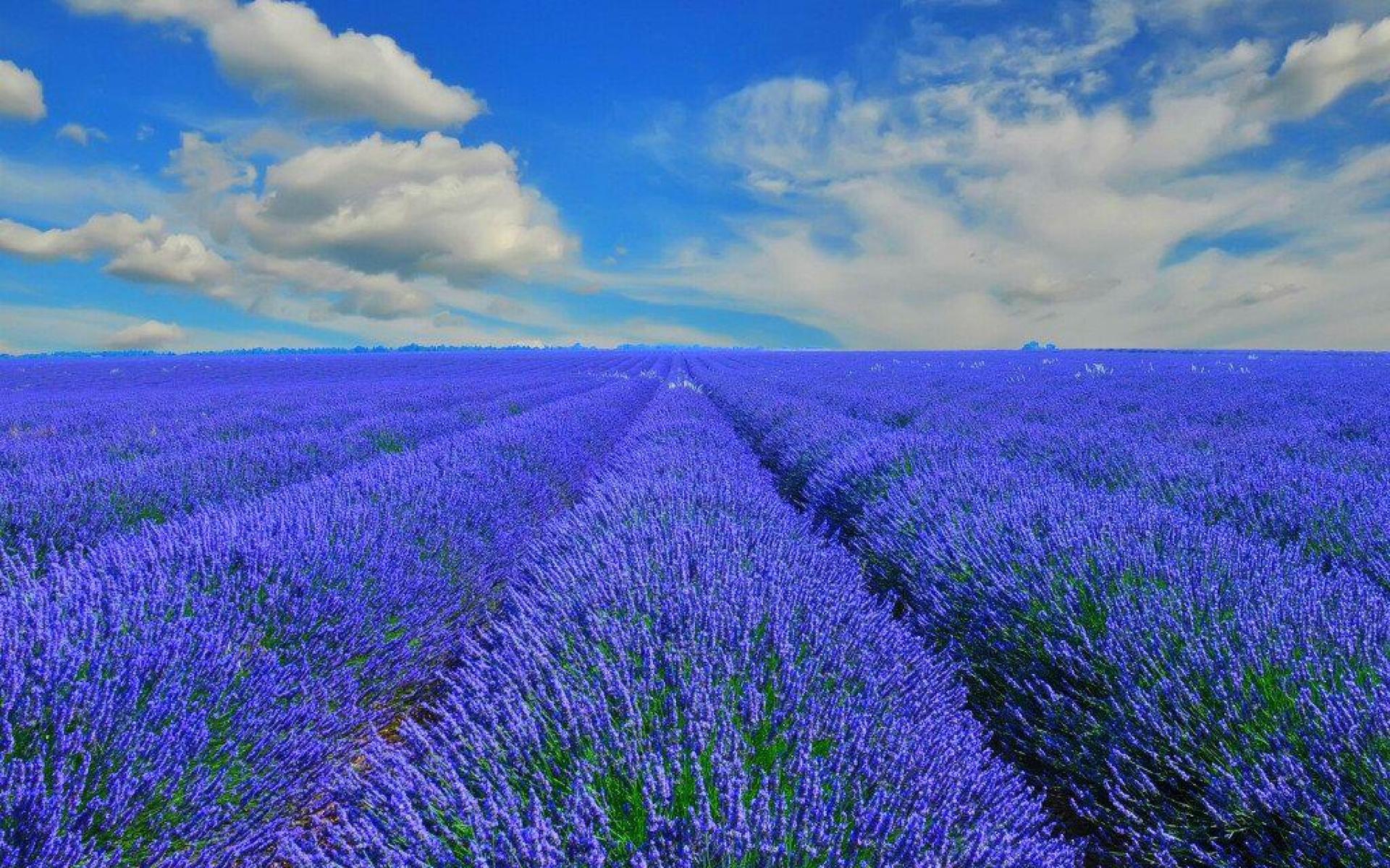 blumenfeld tapete,blühende pflanze,lavendel,englischer lavendel,blume,himmel