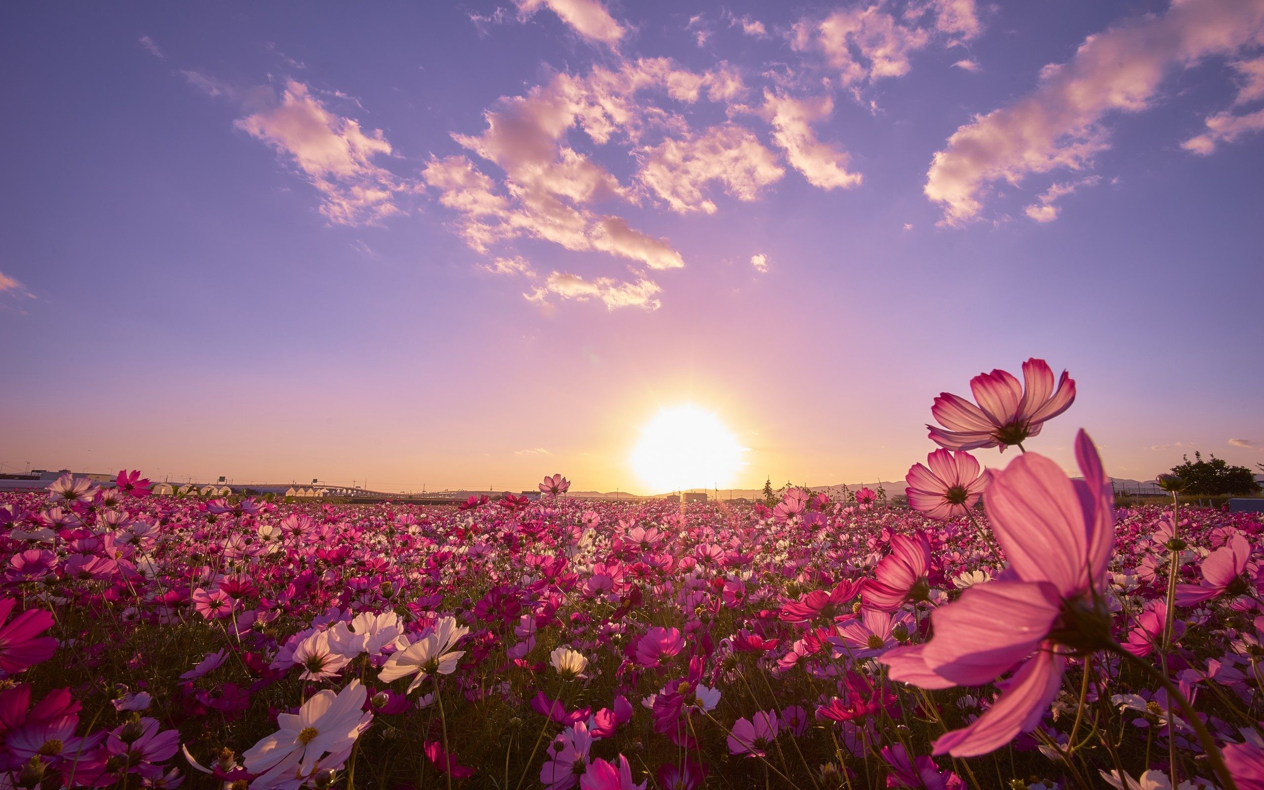 flower field wallpaper,sky,flower,nature,petal,plant