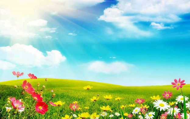 papel tapiz de campo de flores,paisaje natural,prado,cielo,naturaleza,flor