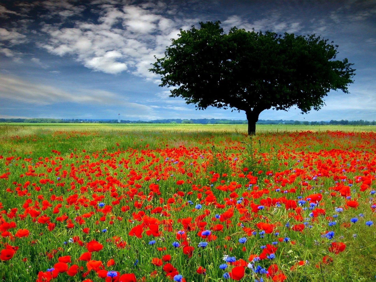 flower field wallpaper,natural landscape,meadow,field,flower,nature