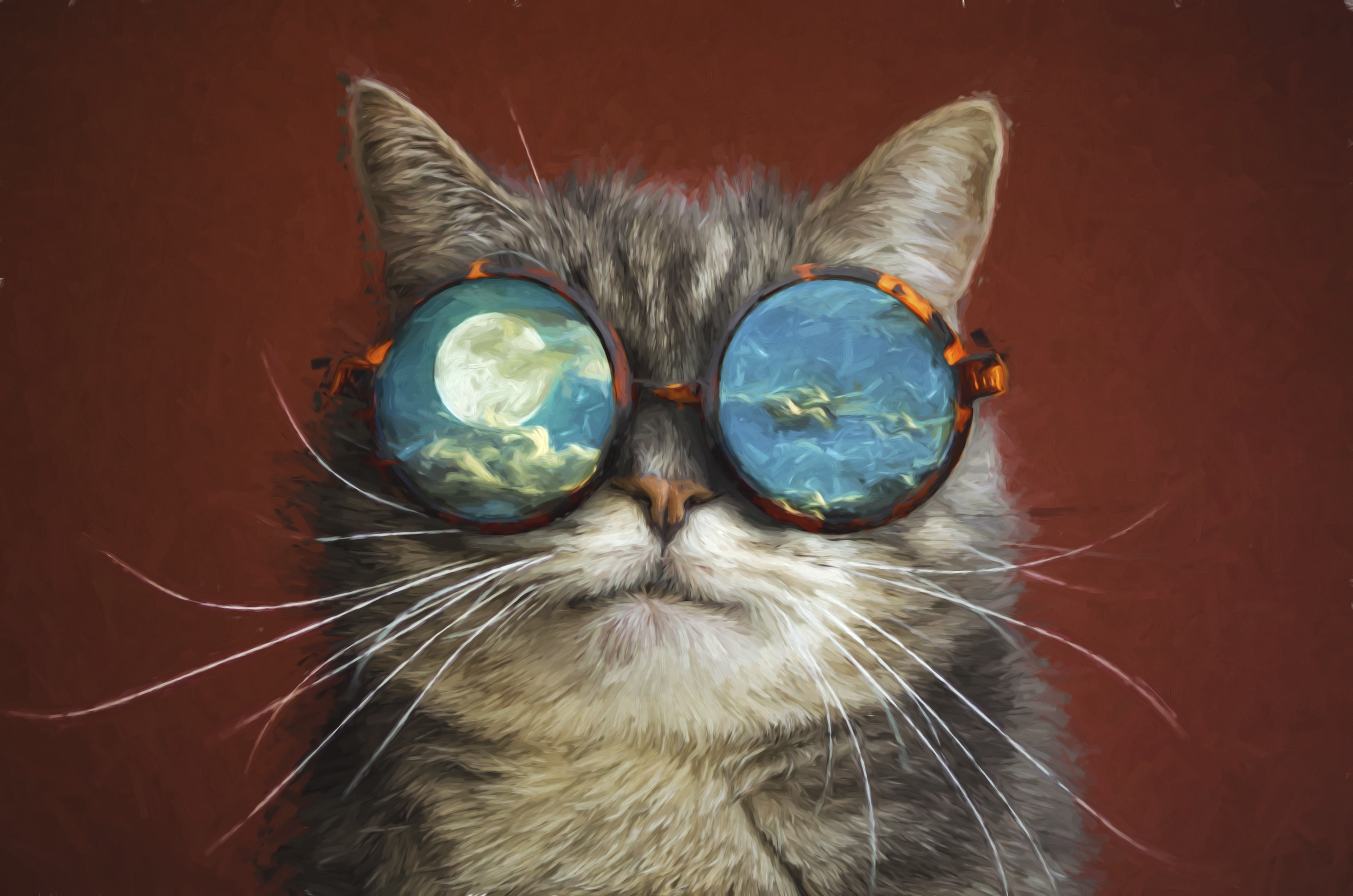 скачать wallpaper,cat,whiskers,felidae,small to medium sized cats,eyewear