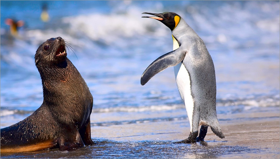 sfondo,pinguino,uccello,uccello incapace di volare,pinguino reale,natura