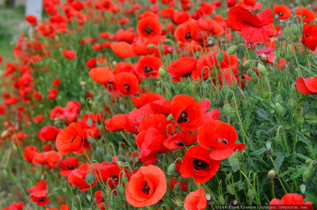 hintergrund,blume,blühende pflanze,pflanze,mohn,orientalische mohnblume