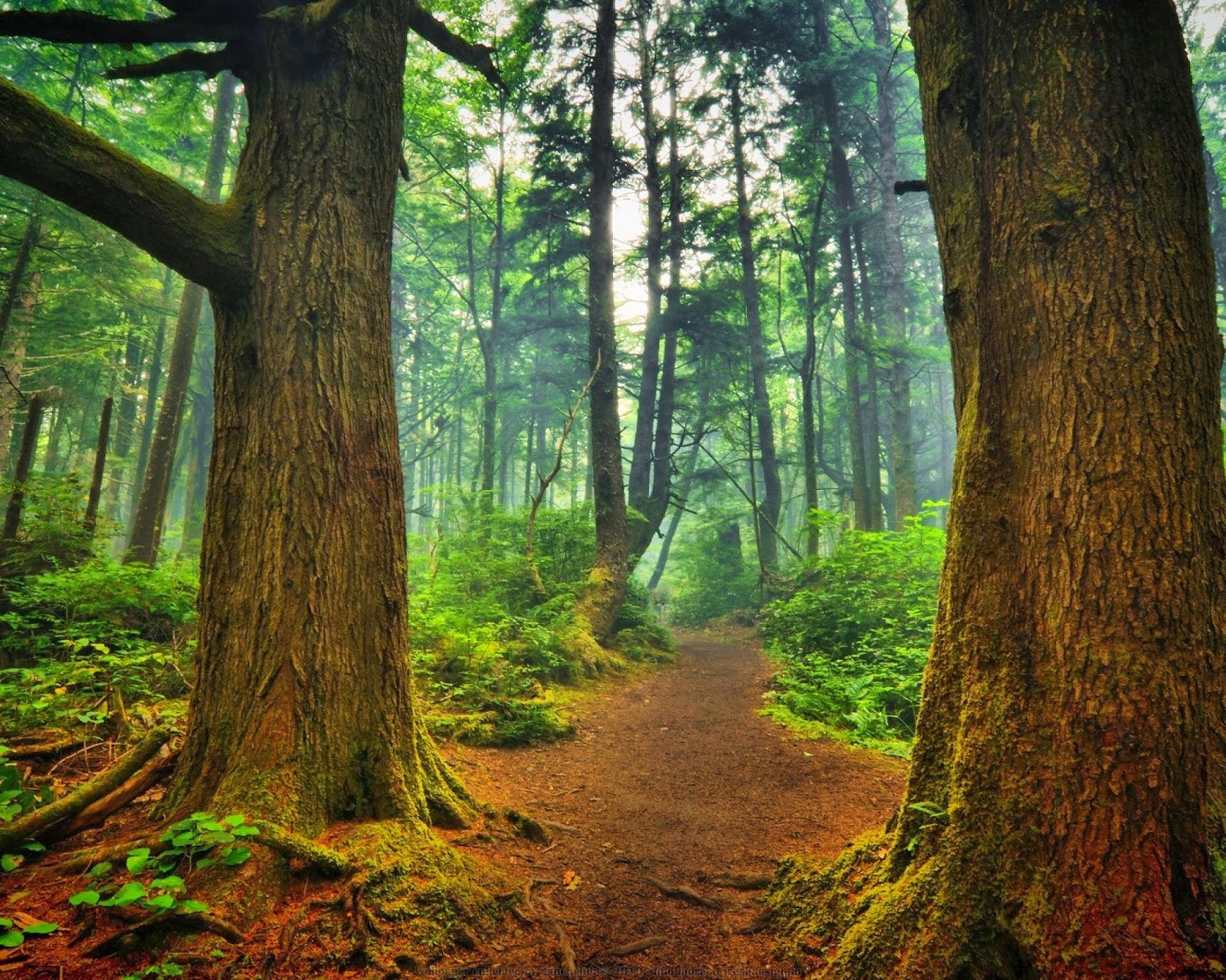 fond d'écran de photos de forêt,arbre,paysage naturel,forêt,forêt ancienne,la nature