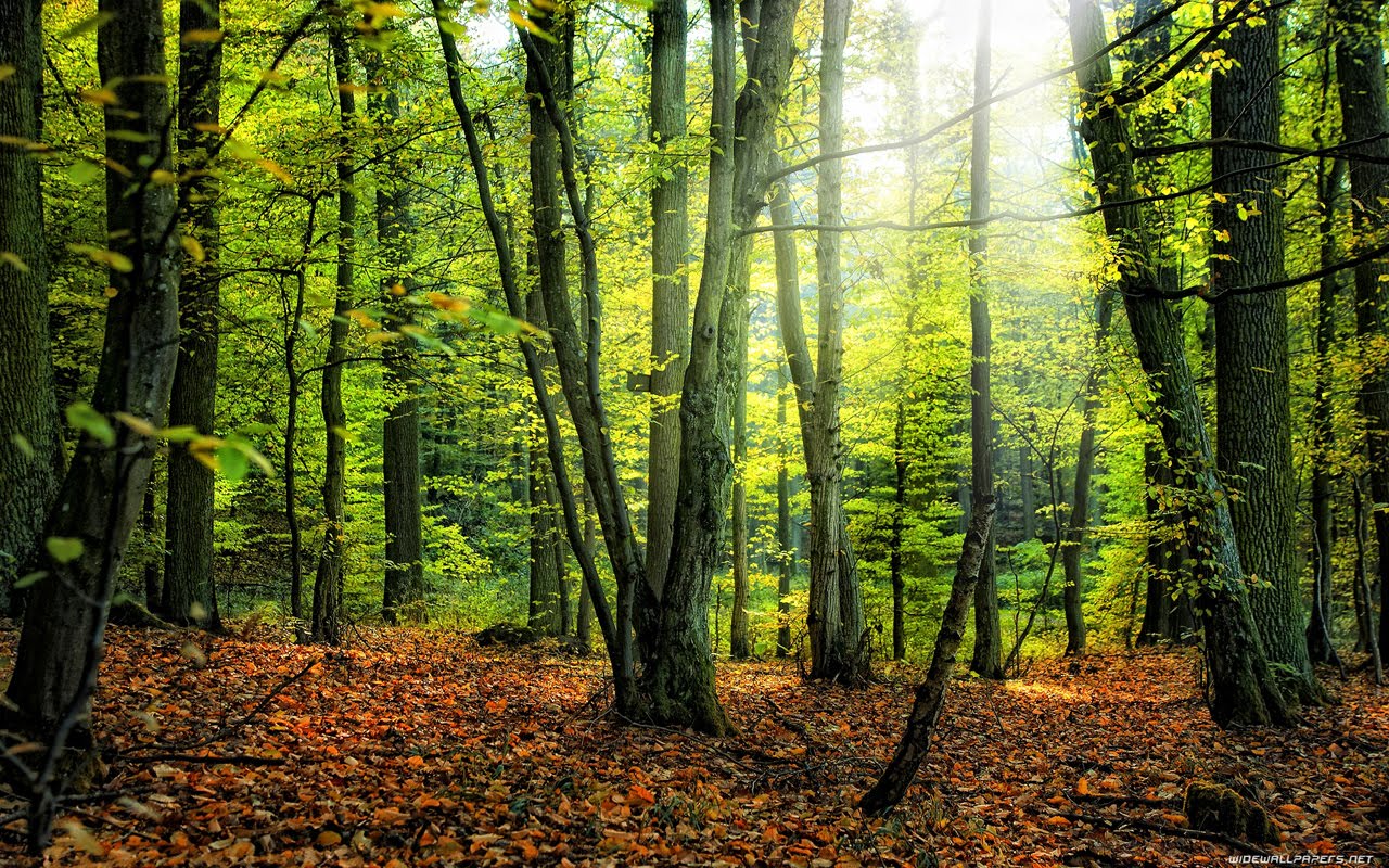 forest pictures wallpaper,tree,forest,natural landscape,woodland,nature