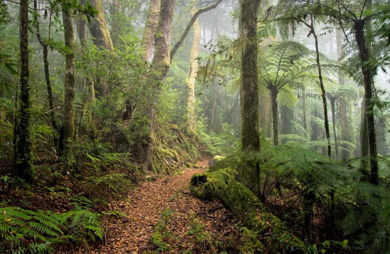 森の写真の壁紙,森林,古い成長林,自然,自然の風景,森林