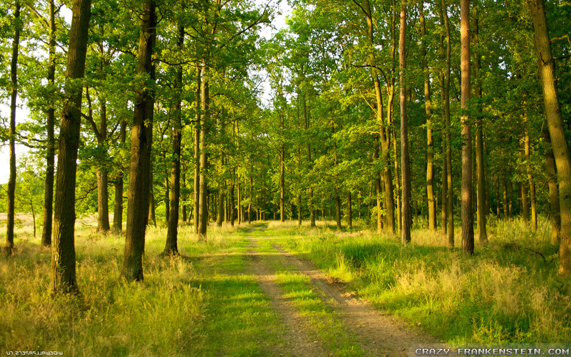 forest pictures wallpaper,tree,natural landscape,nature,natural environment,forest