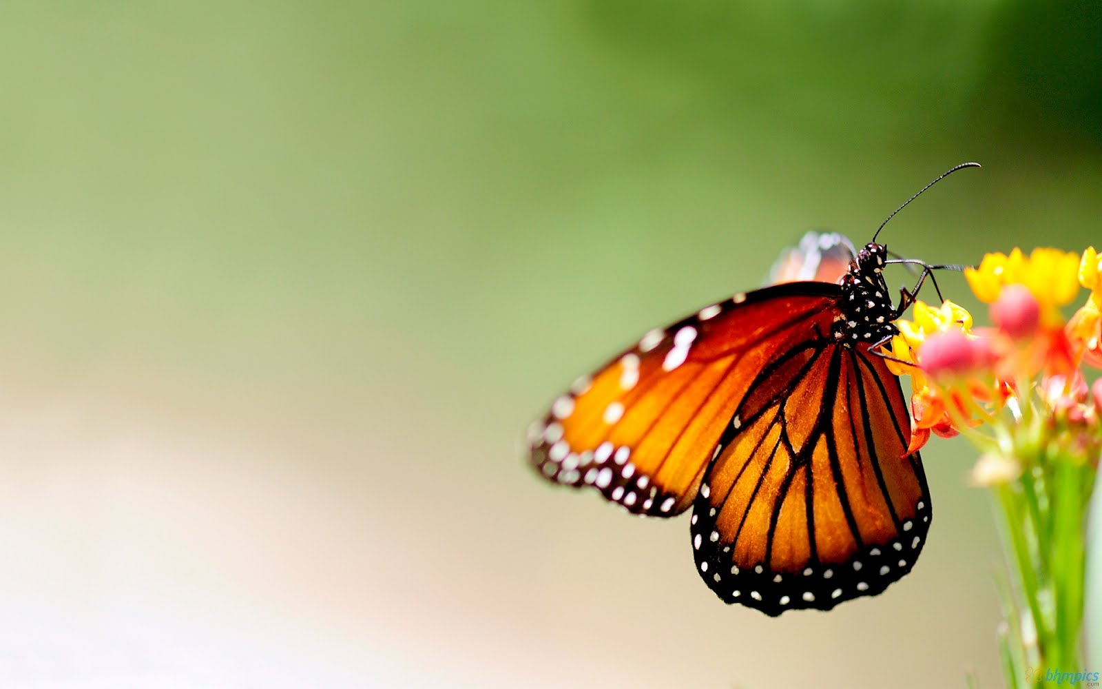 flowers and butterflies wallpaper,moths and butterflies,butterfly,monarch butterfly,insect,viceroy (butterfly)