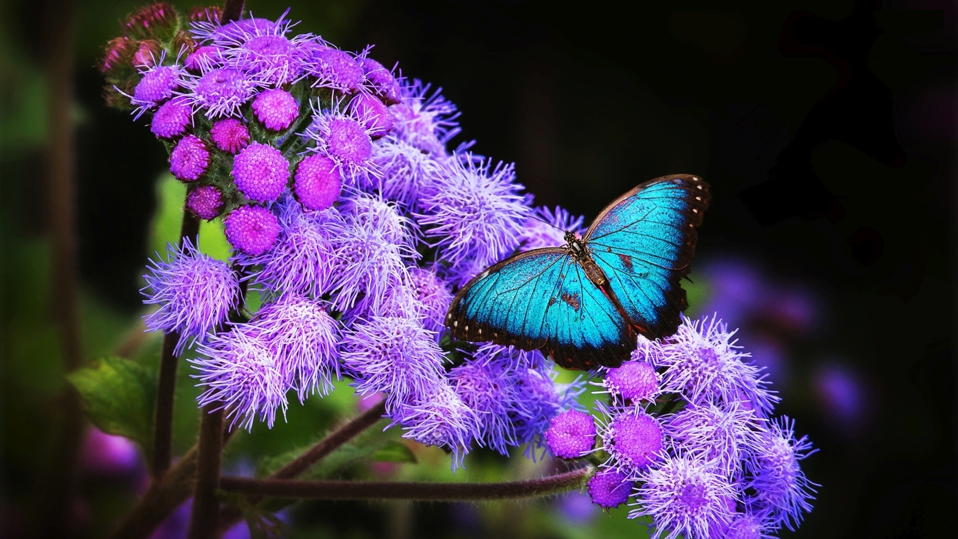 flowers and butterflies wallpaper,butterfly,insect,blue,purple,pollinator