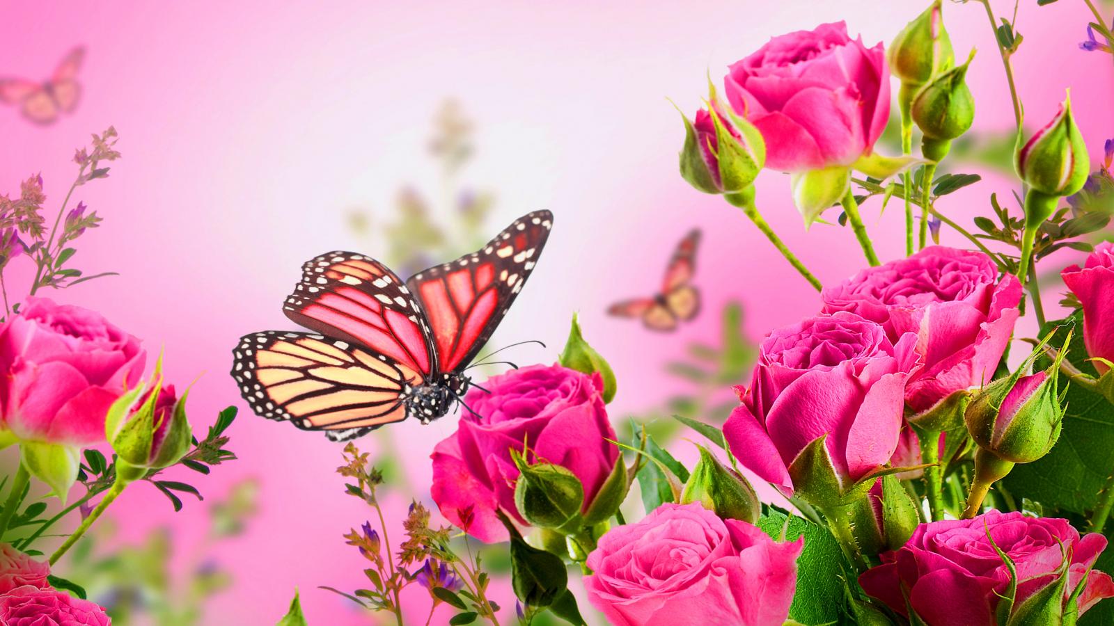 flowers and butterflies wallpaper,butterfly,pink,insect,moths and butterflies,flower