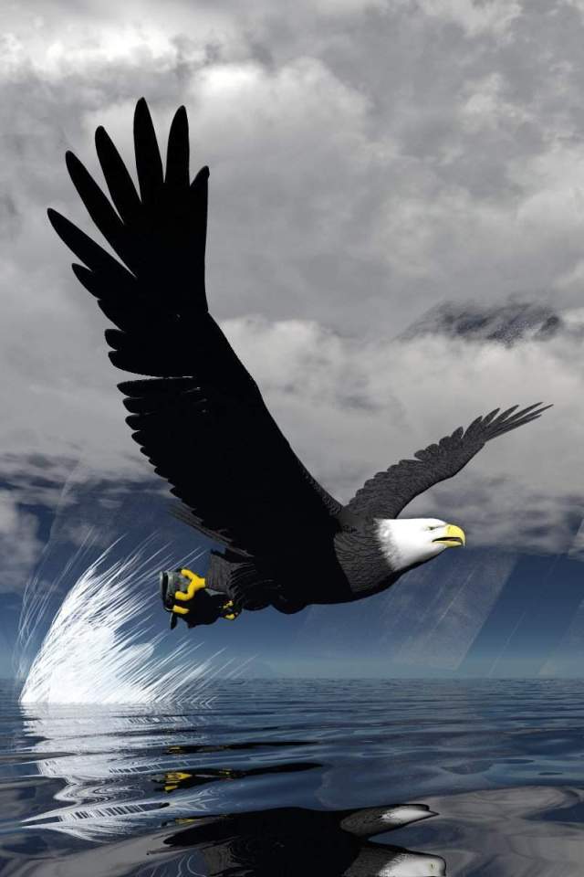 fondo de pantalla de águila 3d,pájaro,águila calva,águila,ave de rapiña,accipitriformes