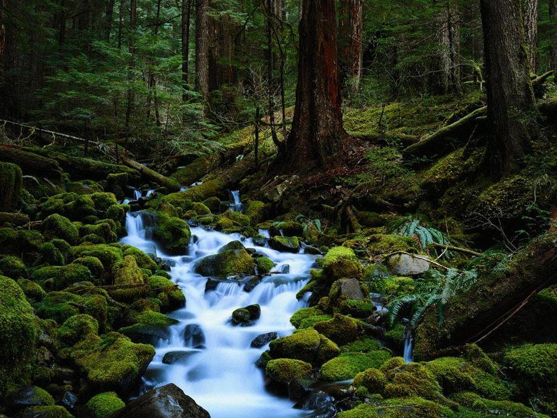 sfondi stream,paesaggio naturale,natura,corpo d'acqua,foresta,vecchia foresta di crescita