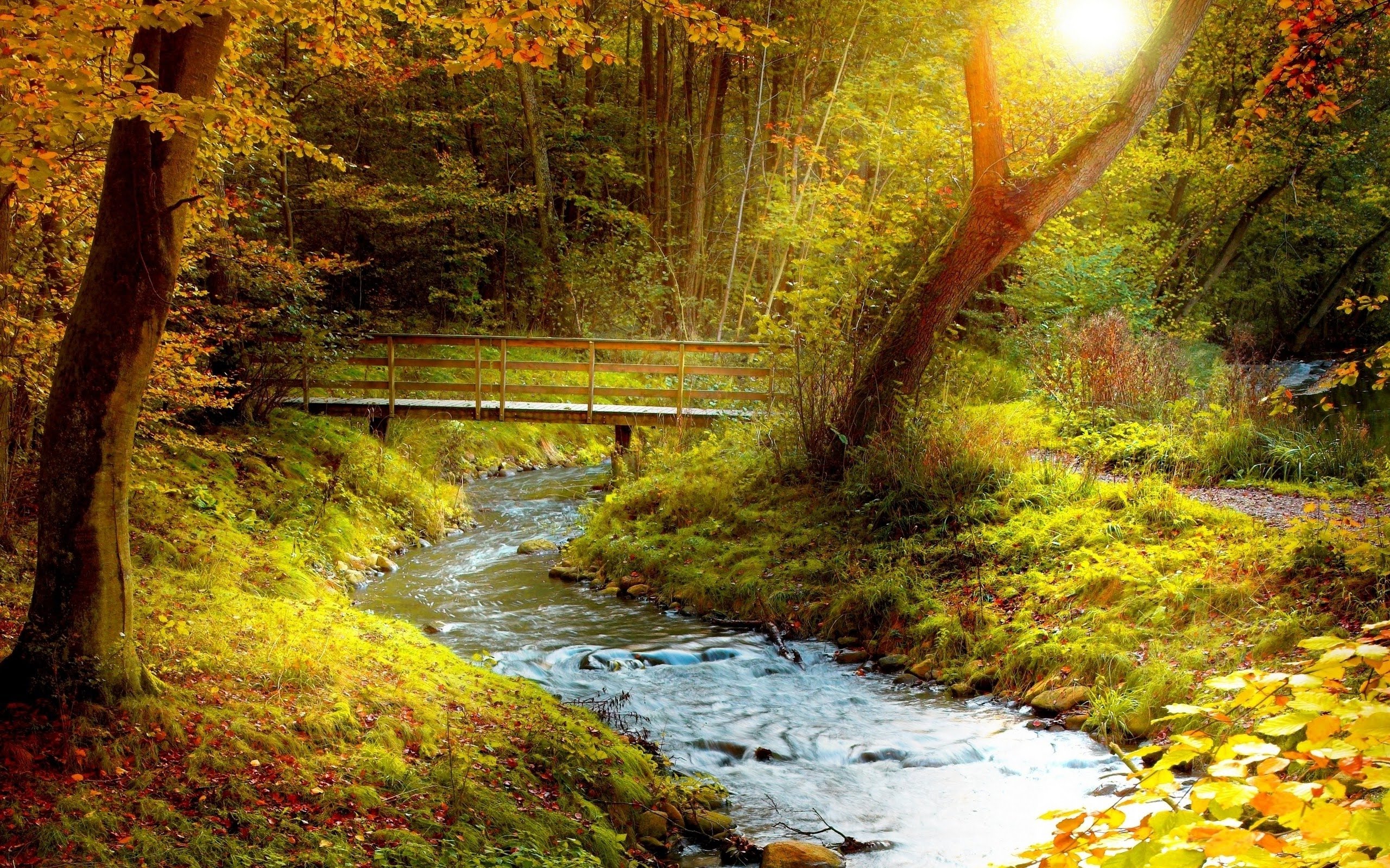 sfondi stream,paesaggio naturale,natura,ruscello,alveo,albero