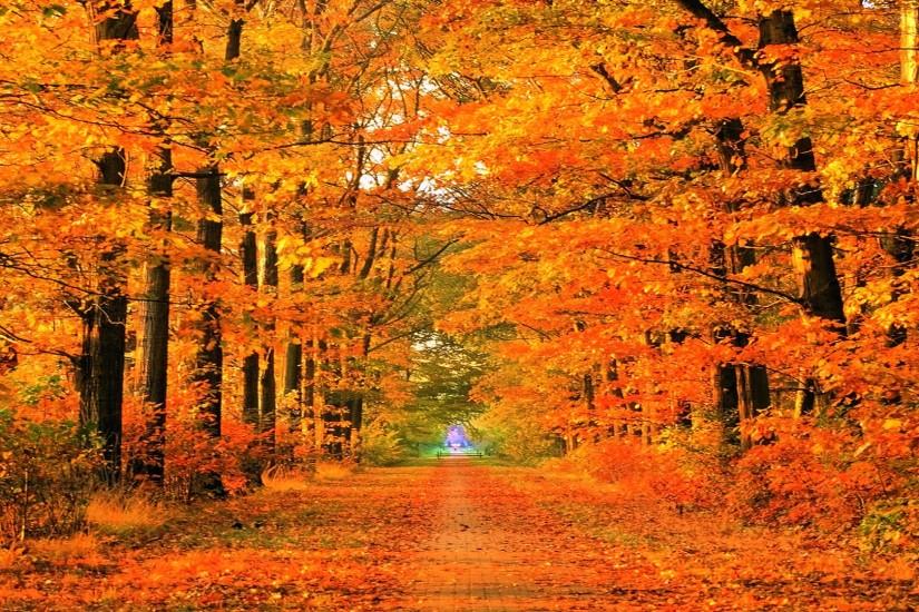 秋の写真の壁紙,木,自然の風景,自然,葉,秋